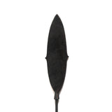 Spinach Leaf Arrowhead