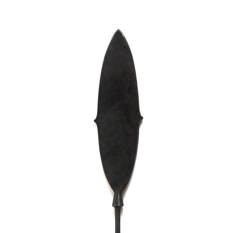 Spinach Leaf Arrowhead
