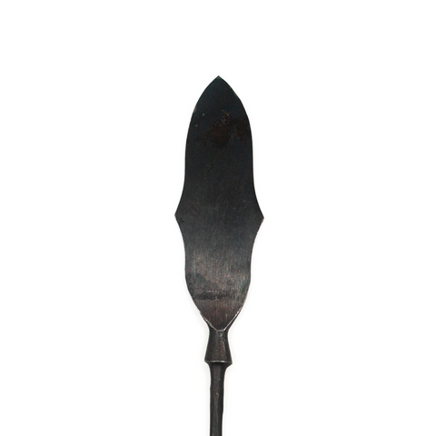 Spinach Leaf Arrowhead